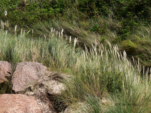 Dans le granite rose